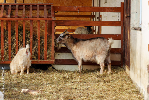 Goats on farm look peaceful and content in their enclosed environment. Selective focus