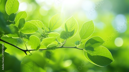 The Science of Photosynthesis Write an educational article or infographic explaining the process of photosynthesis in plants Discuss how leaves play a crucial role in photosynthesis by capturing sunli photo