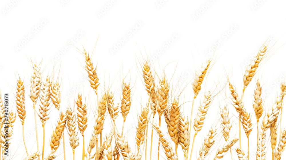 Wheat Wheat