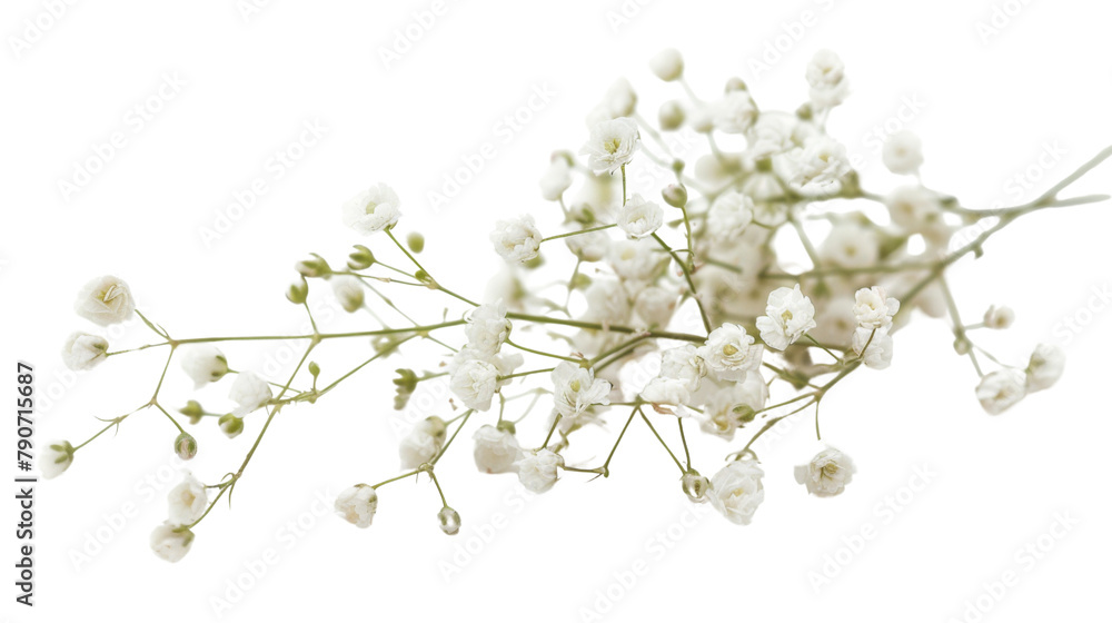 Obraz premium White gypsophila flowers