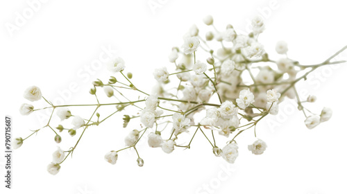 White gypsophila flowers