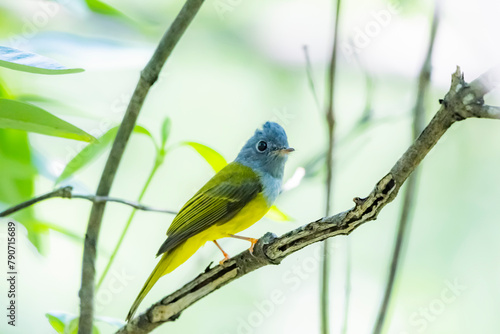 Grey-headed Canary-flycatcher