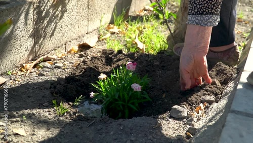 Wallpaper Mural Slow motion, old woman planting flowers in the garden. Torontodigital.ca