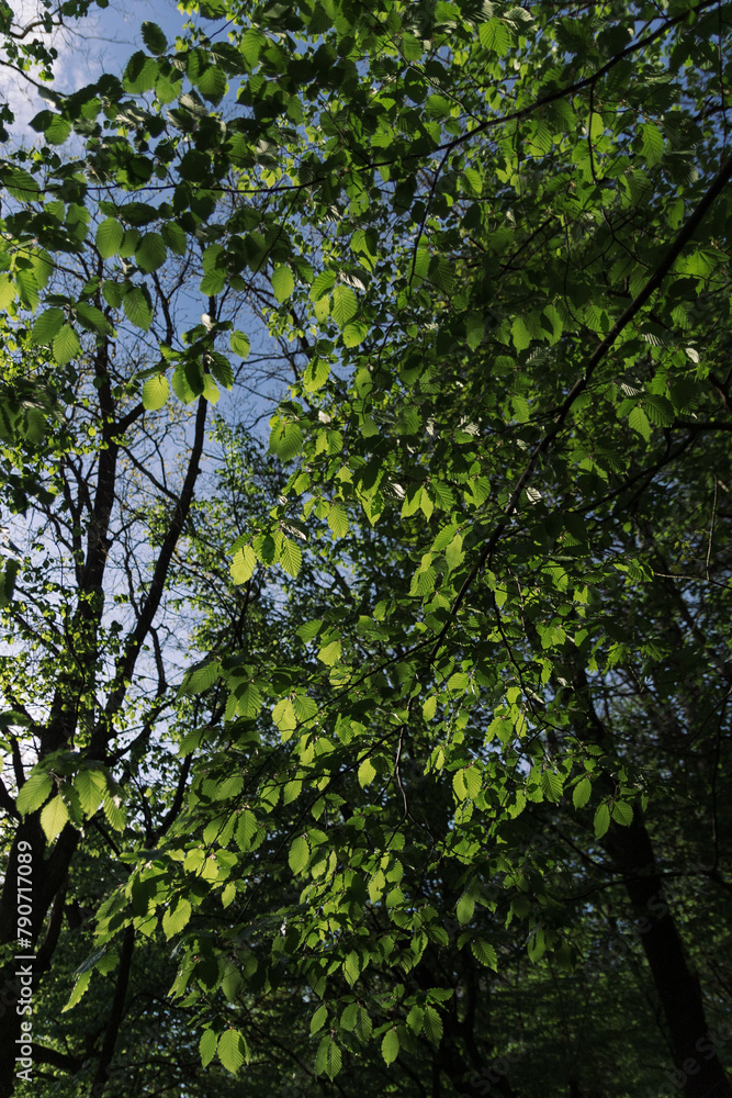 Obraz premium green leaves in the forest