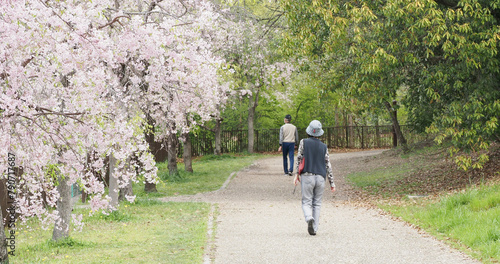 春の桜満開の公園で散歩するシニア男性と女性の姿