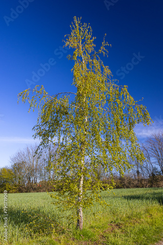 A young birch by the wayside