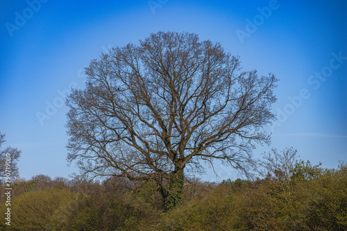 A bare tree at the edge of a field