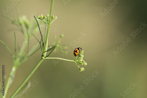 ladybug ladybird, macro closeup, single isolated clean background, copy space invitation wedding engagement card, simple minimal, natural nature earth environment botanical, garden gardening weekend