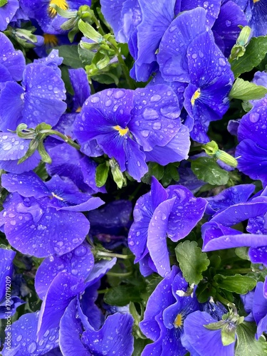 blue and purple flowers