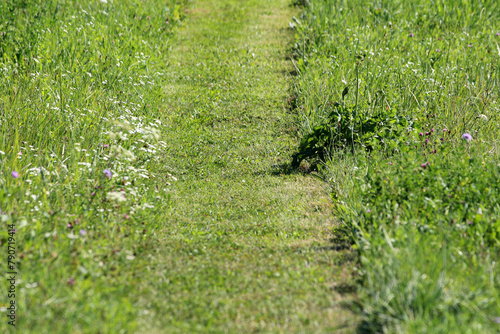 Obraz na plátně Freshly mown grass path between uncut grass mixed with small various colors wild