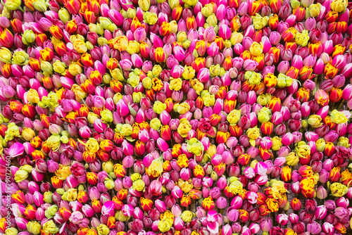 Natural colorful background made of tulips.