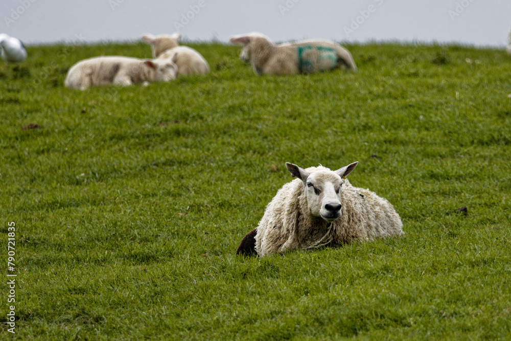 Photograph of sheep grazing in a meadow in Springtime in the UK Photograph of sheep grazing in a meadow in Springtime in the UK