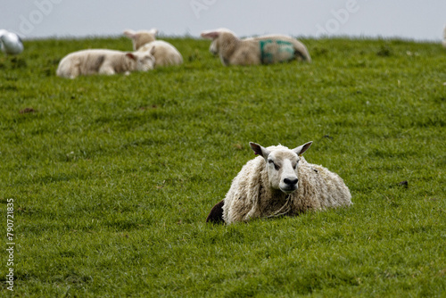 Photograph of sheep grazing in a meadow in Springtime in the UK