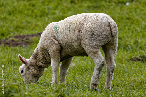 Photograph of sheep grazing in a meadow in Springtime in the UK