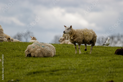 Photograph of sheep grazing in a meadow in Springtime in the UK