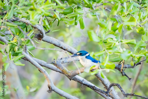 The Collared Kingfisher on a branch