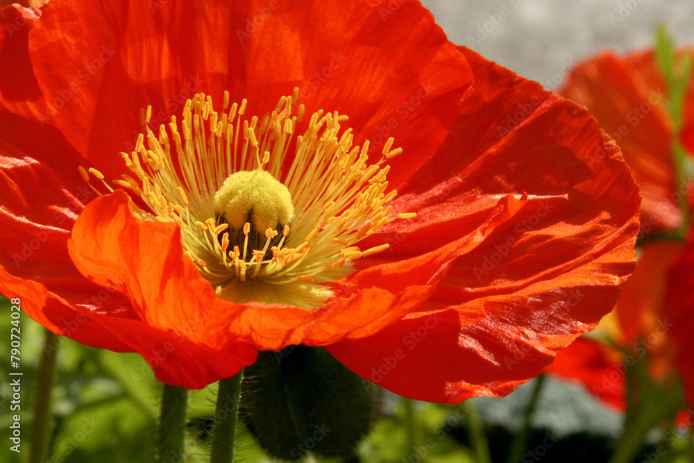 Fototapeta premium Cœur du coquelicot