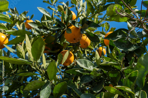 Close-up of orange tree branches, Citrus sinensis, full of oranges on a sunny day. Island of Mallorca, Spain
