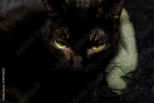 A striking image of a black cat's face, centered on its intense yellow eyes. The dark fur contrasts sharply with the glowing eyes, creating a sense of mystery and intrigue.