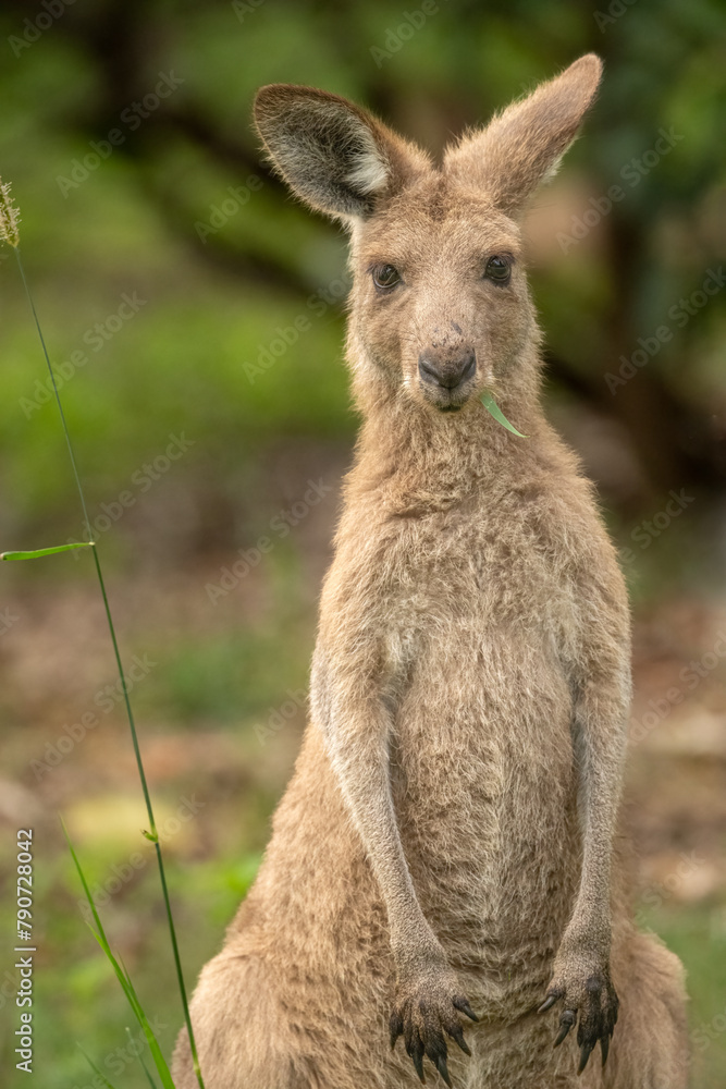 Eastern grey kangaroo (Macropus giganteus) eating grass Gold Coast, Queensland, Australia. Eastern grey kangaroo (Macropus giganteus) eating grass Gold Coast, Queensland, Australia.