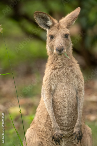 Eastern grey kangaroo (Macropus giganteus) eating grass Gold Coast, Queensland, Australia. © alec