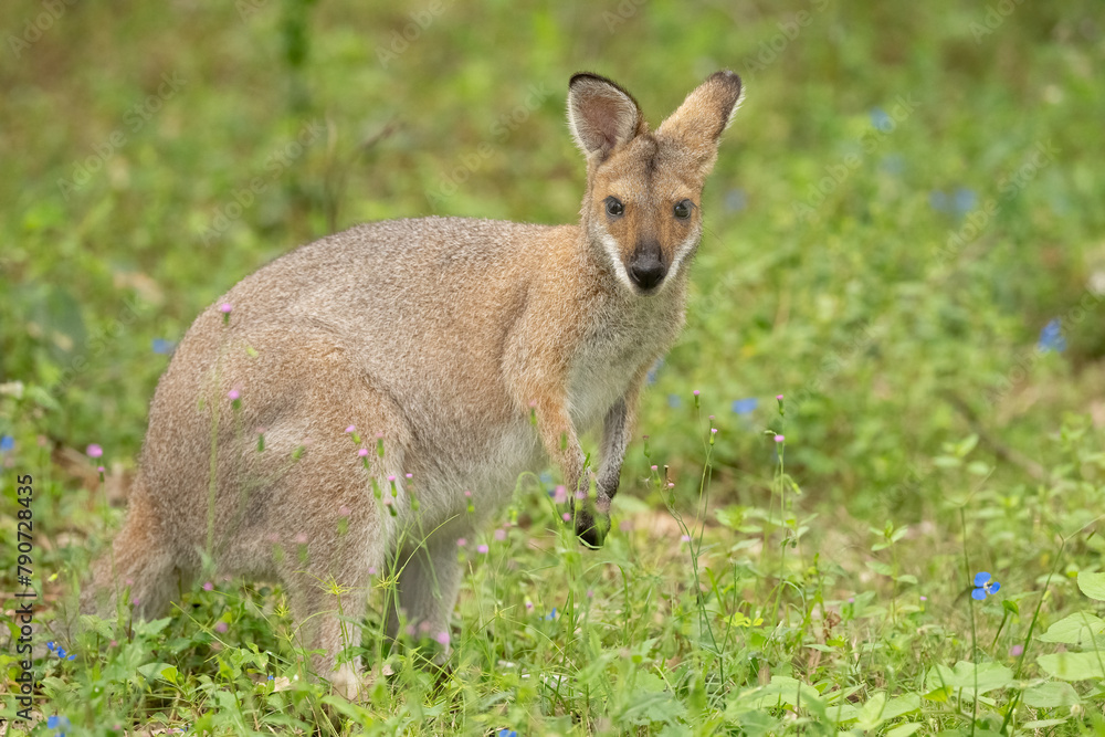 Red Necked Wallaby (Notamacropus rufogriseus) Bennetts wallaby in gold coast Queensland, Australia.