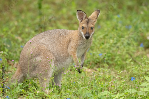 Red Necked Wallaby (Notamacropus rufogriseus) Bennetts wallaby in gold coast Queensland, Australia.