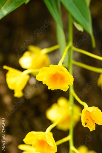 Yellow orchid flower (Dendrobium chrysotoxum) blooming in summer season, Thailand photo