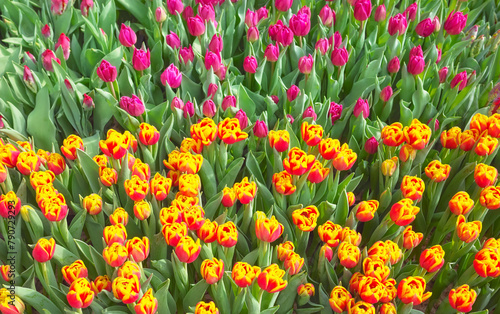 Natural colorful background made of tulips, selective focus.