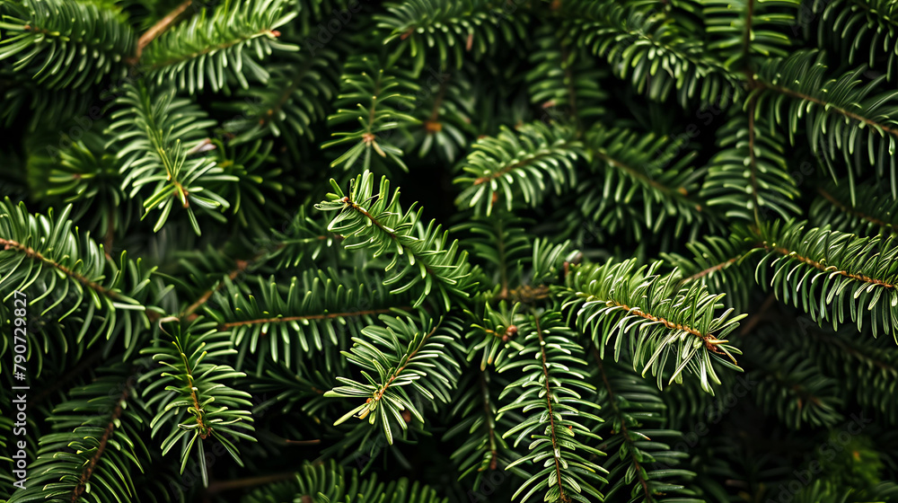 Christmas Tree Branch Background Christmas Tree Branch Background