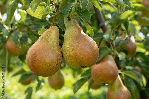 Cluster of Pears Hanging From a Tree