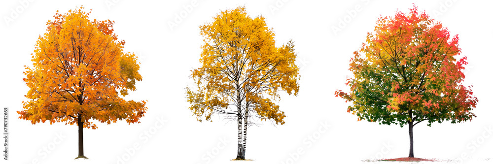 Set of autumn trees with yellow and red leaves isolated on a white or transparent background. Trees with yellow and red leaves close-up, front view. Graphic design element, nature, seasons.