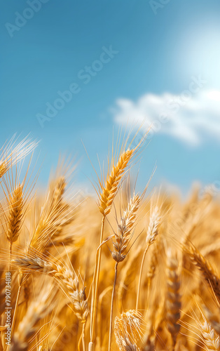 Golden Wheat Fields Under Sunny Sky - Essence of Agricultural Beauty