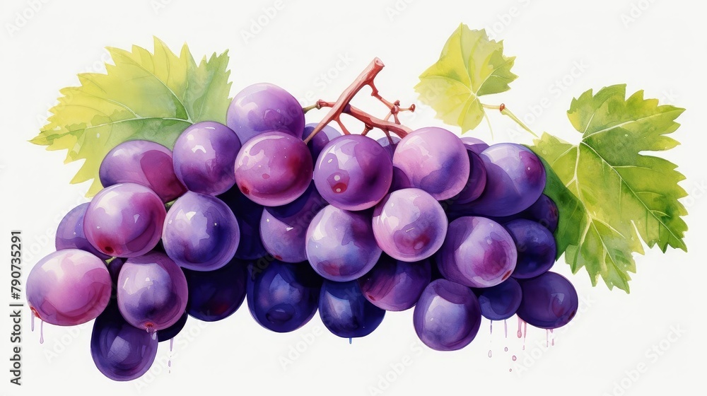 Fototapeta premium A watercolor painting of a bunch of purple grapes with green leaves.