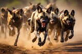 A pack of African wild dogs chasing down a wildebeest.