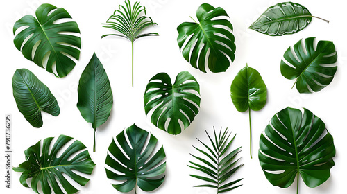 collection of green and tropical monstera palms