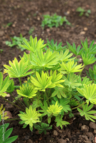 Lupin foliage growing in Spring, Derbyshire England
