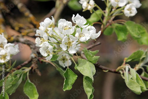 Macro image of Pear blossom with new leaves in spring, Derbyshire England
