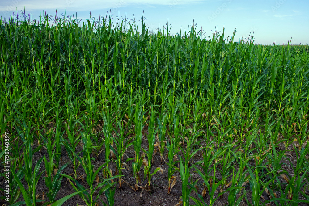Fototapeta premium Vibrant green corn leaves, blue-white sky above.