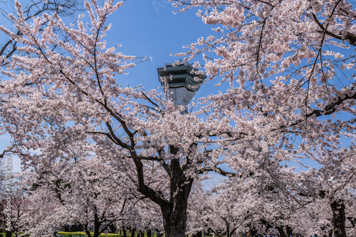 桜咲く五稜郭公園