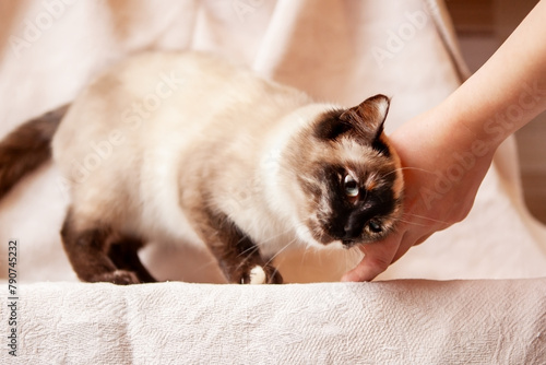 A beautiful, very cute Siamese cat rubs against its owner's hand. © наталья саксонова