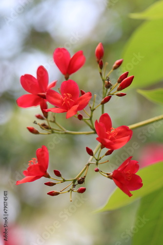 Jatropha integerrima peregrina spicy jatropha flowering plant spurge family Euphorbiaceae colourful  leaf  garden  beautiful  botany  blooming  hibiscus  floral  tropical  nature  flower  plant  Keral