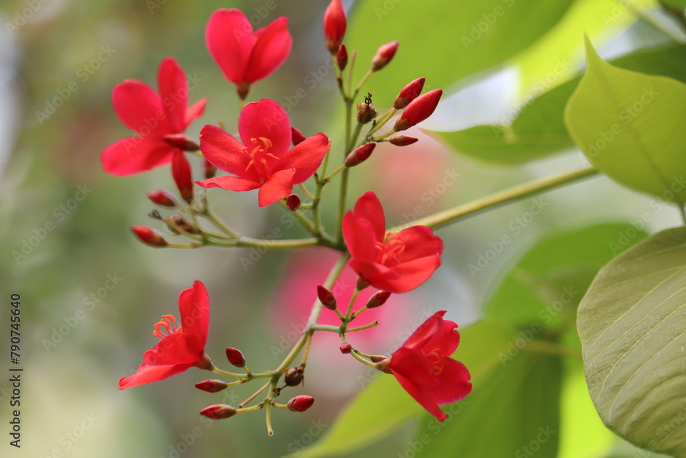 Jatropha integerrima,peregrina,spicy jatropha,flowering plant,spurge family,Euphorbiaceae,colourful, leaf, garden, beautiful, botany, blooming, hibiscus, floral, tropical, nature, flower, plant, Keral Jatropha integerrima,peregrina,spicy jatropha,flowering plant,spurge family,Euphorbiaceae,colourful, leaf, garden, beautiful, botany, blooming, hibiscus, floral, tropical, nature, flower, plant, Keral