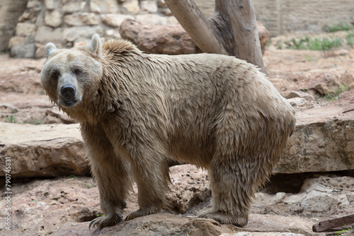 Syrian brown bear (Ursus arctos syriacus) at the zoo