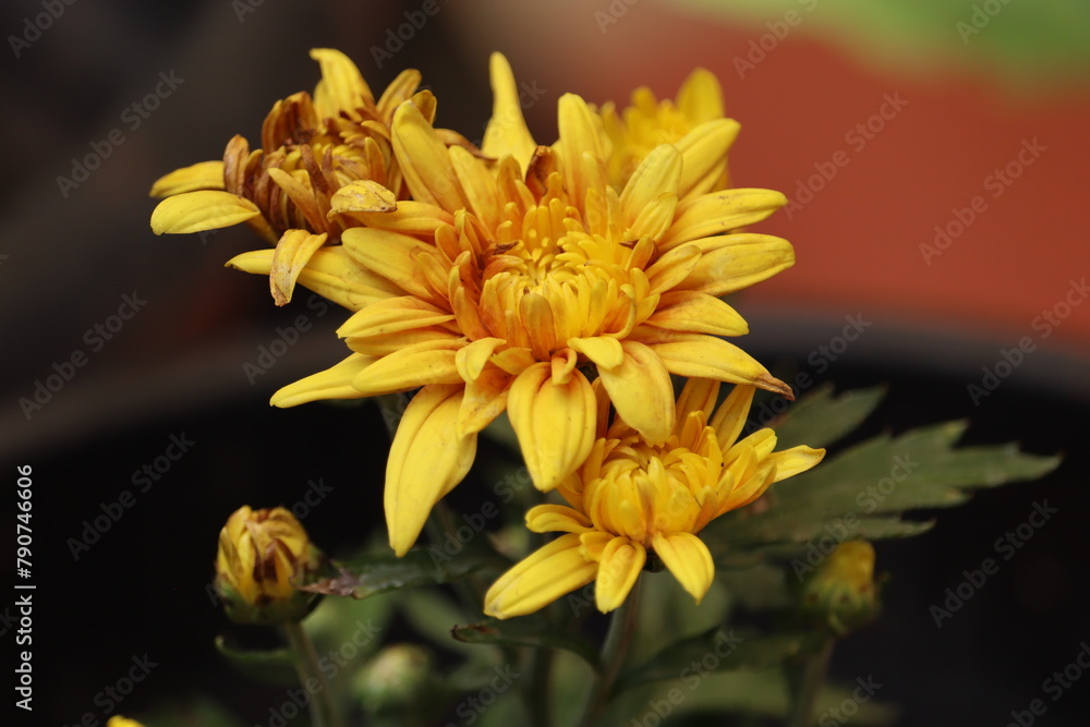 Fototapeta premium Chrysanthemums, sometimes called mums or chrysanths, are flowering plants of the genus Chrysanthemum in the family Asteraceae. 