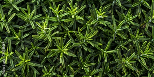 Healthy, natural rosemary plant studio background for farming, organic produce, and lifestyle. Closeup of fresh, aromatic, healthy herb for eco farm market, fiber diet, and herb agriculture.