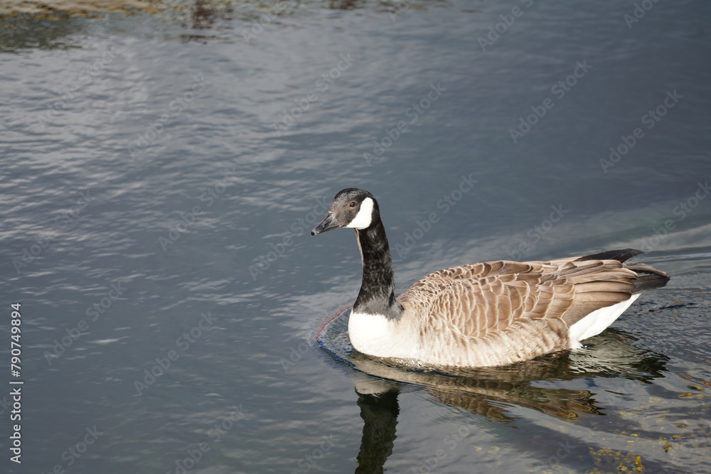 Canada goose taking a swim in the water of Oere marina Canada goose taking a swim in the water of Oere marina