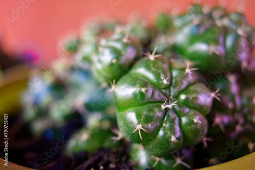 close-up photo of the gymnocalycium anisitsii plant, cactus