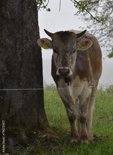 a young cow with horns stands near a tree