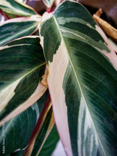 tricolor leaves of the calathea stromanthe plant photo